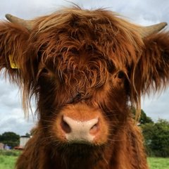 IG_18028069084828174